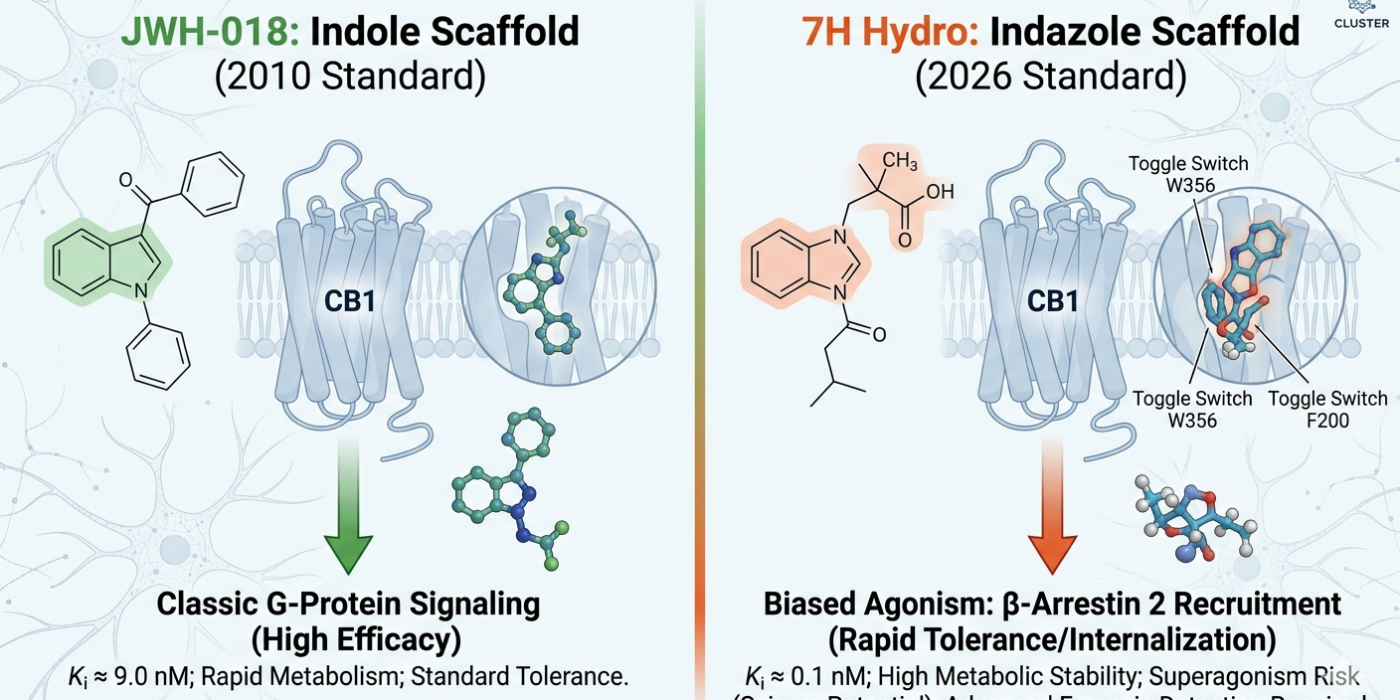 Scientific comparison: JWH-018 vs. 7H Hydro CB1 receptor binding and biased signaling via beta-Arrestin 2 recruitment.