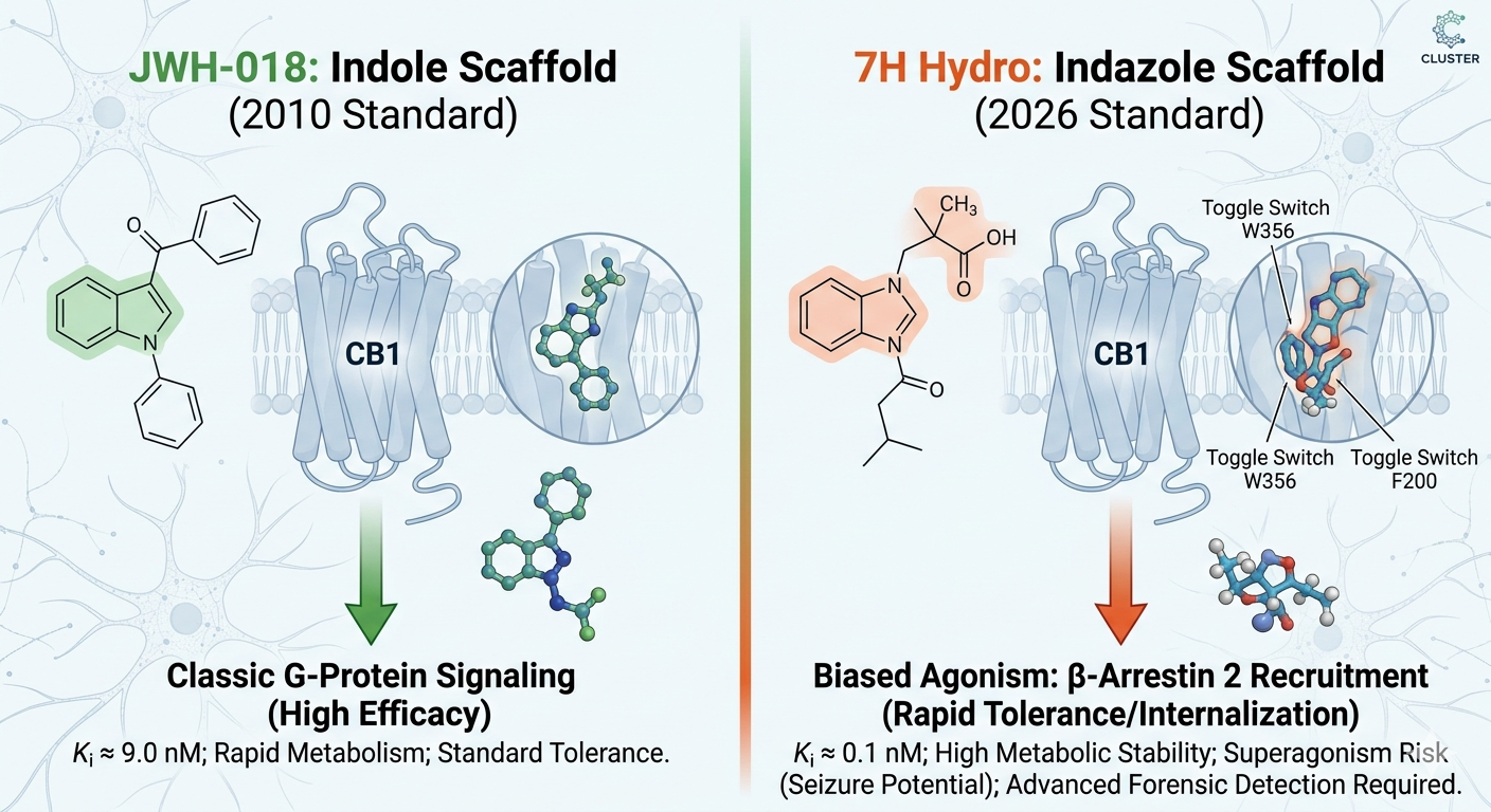 Scientific comparison: JWH-018 vs. 7H Hydro CB1 receptor binding and biased signaling via beta-Arrestin 2 recruitment.